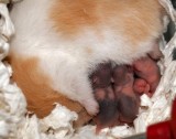 Three days old