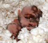 Six days old