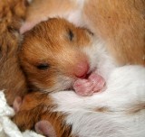 Two and a half weeks old