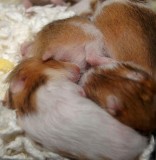 Two and a half weeks old
