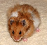 Six weeks old