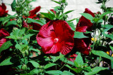 DSC_0080.JPG