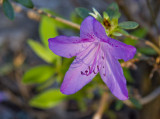 Azalea Blossom