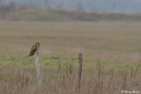 Hibou des marais - Lucon (0561)