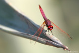 Trithemis annulata - Tunisie (4798)