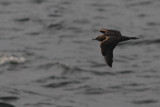 Parasitic skua - Labbe parasite (3772)