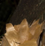 Staghorn Frond