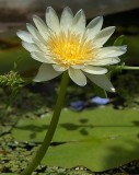 Yellow Waterlilly