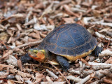 Cuora - Asian Box turtle