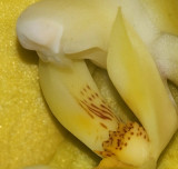 Phaelanopsis Orchid Center