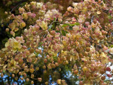 Rainbow Shower Tree