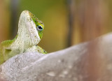 Eye of Anole