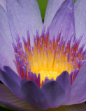 Waterlily - Golden Heart II