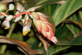 Shell Ginger