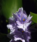 Water Hyacinth