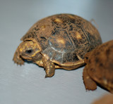Redfoot Tortoise  Hatchling #4