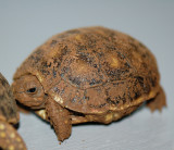 Redfoot Tortoise Hatchling #3