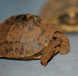 Redfoot Tortoise Hatchling #2