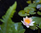 Waterlily and Frond