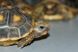 Redfoot Tortoise Babies - Week 1