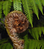 Hawaiian Tree Fern Frond