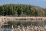 Cuba Marsh Vista (13022)