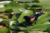 Redwinged Blackbird (20050)