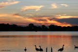 Canada Goose Sunset (23324)