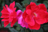 Red Flower (23852)