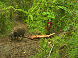 trees keep coming down_deep inside Philippine Jungle