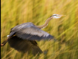 blue heron take off