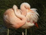 pink flamingo lovers