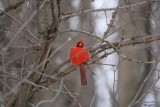 Cardinal rouge / Northern cardinal