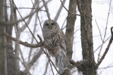 Chouette Raye / Barred owl