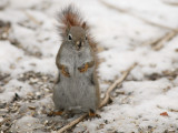 Red Squirrel