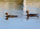 female red-brested merganser?