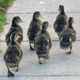 Ducklings 2x2