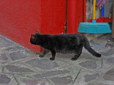 Burano cat #2, Now where could my friend have gone? .. 2922