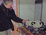 Cat sanctuary, Torre Argentina; You kitties want a nice pet? .. 3360
