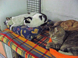 Cat sanctuary, Torre Argentina; definitely nap time for all .. 3361