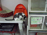 Cat sanctuary, Torre Argentina; This is my spot. .. 3364