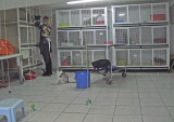 Cat sanctuary, Torre Argentina; Can't he come out to play? .. 3369