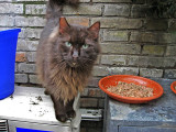 Cat sanctuary, Torre Argentina; This is good. Care to join me? .. 3371