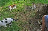 On the Monte Palatine, cats gathering to dinner .. 3515