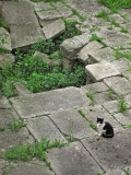 At the Torre Argentina, black and white cat on grey stones .. 3630