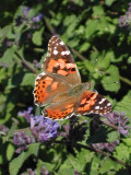 Painted Lady