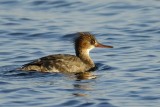 red-breasted merganser.... middelste zaagbek