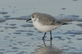 sanderling.... drieteenstrandloper