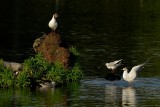 black-headed gull.... kokmeeuw