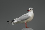 black-headed gull.... kokmeeuw